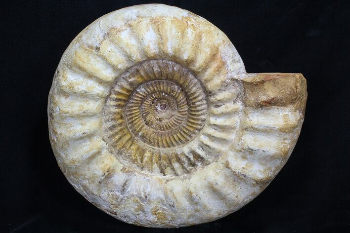 Jurassic Ammonite Fossil - Madagascar #77653